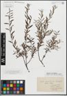 Foto von Salix repens subsp. rosmarinifolia (L.) Andersson